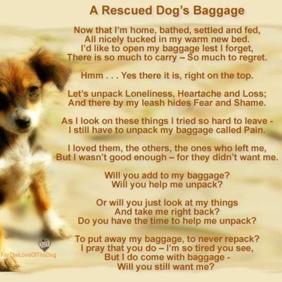 Meet your Animal Rescue Posher, Tammy - Picture 6 of 10